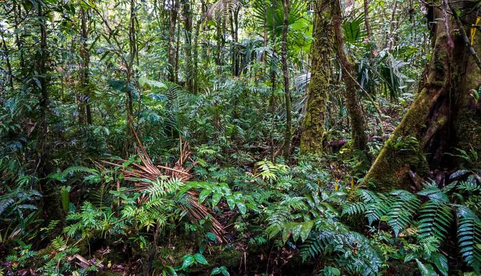 otografía cedida por Smithsonian de Panamá de bosque de Oreomunnea mexicana en la Reserva Hidrológica de Fortuna, en Panamá.