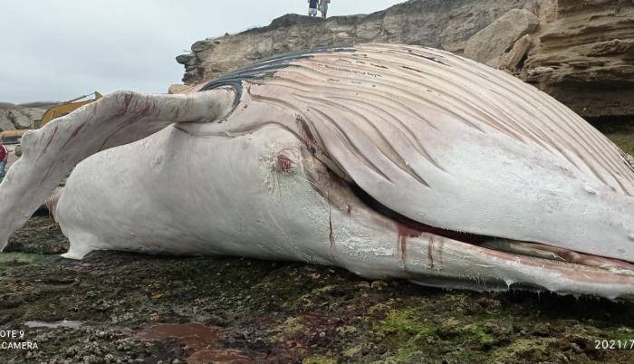 Ballena muerta