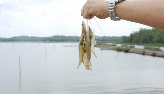 camarones