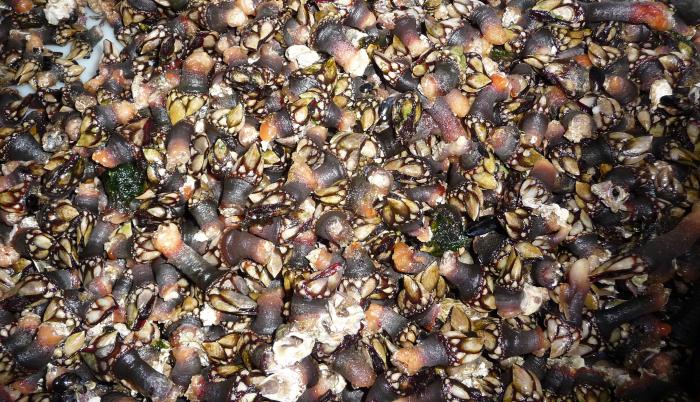 Investigadores estadounidenses han desarrollado una pasta de sellado rápido que puede detener las hemorragias de los órganos independientemente de la coagulación y que está inspirada en la táctica y sustancia pegajosa de los percebes para adherirse a roca
