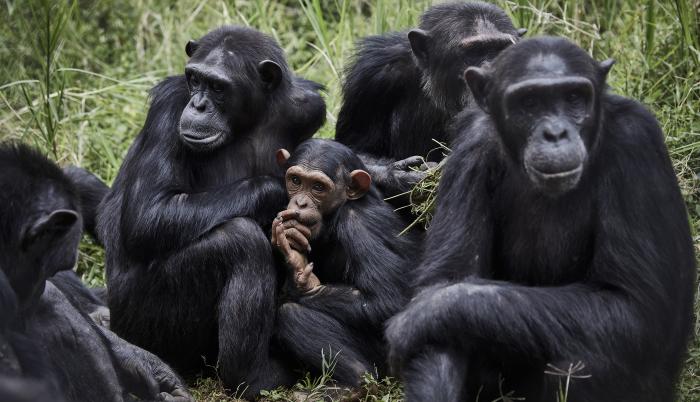 Durante décadas, los biólogos han observado que entre los chimpancés macho abundan los comportamientos amistosos como la cooperación o las alianzas.