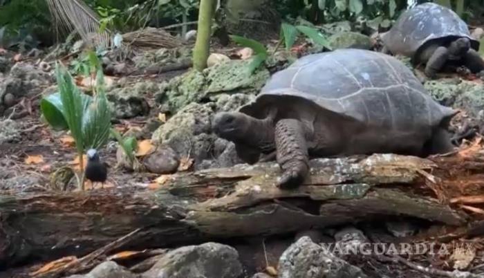 El vídeo se filmó en julio del año pasado en los bosques de la isla de Frégate (Seychelles).