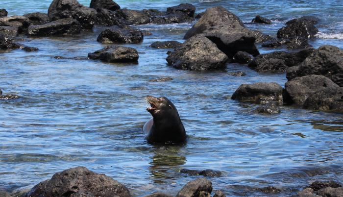 Declaradas en 1978 como Patrimonio de la Humanidad de la Unesco, el archipiélago se sitúa a unos mil kilómetros al oeste de las costas continentales de Ecuador