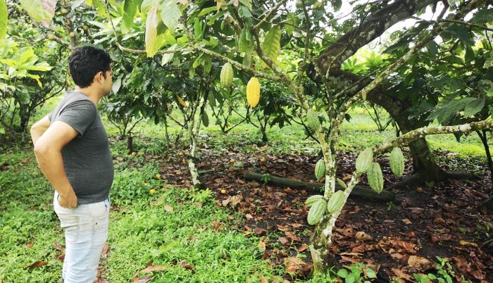 cacao nacional
