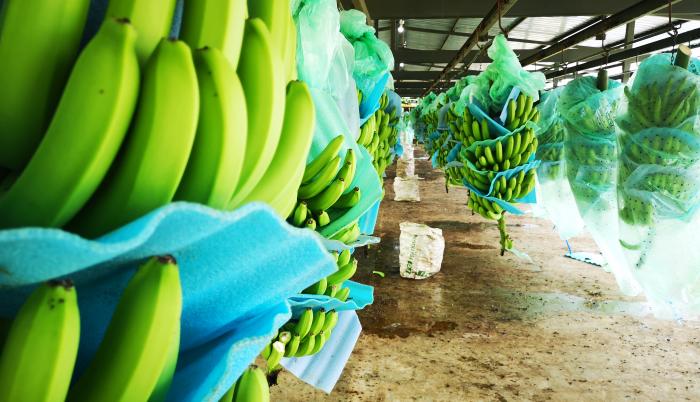 bananeras