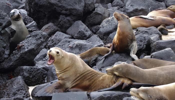 Lobos marinos