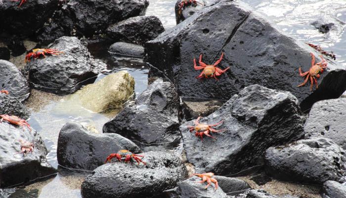 Galápagos