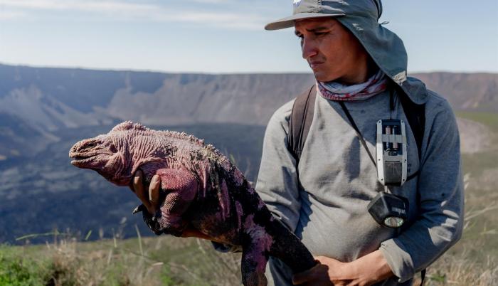 Iguana Rosada