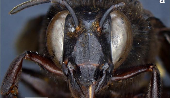 abeja