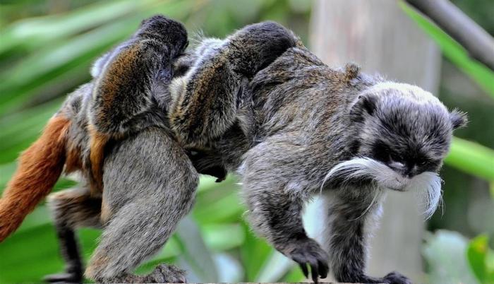 Nacen en Roma dos mellizos de tití emperador, especie en peligro de extinción