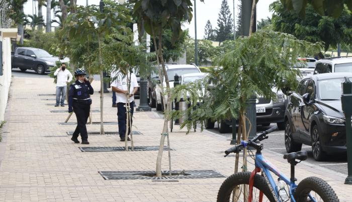 ARBOLES QUE HAN SIDO P (6967076)