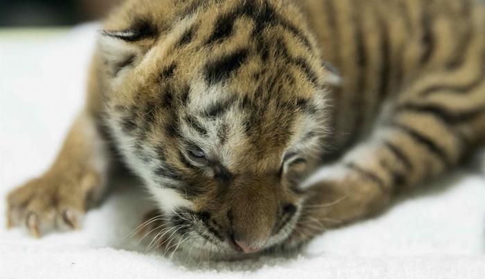 Zoológico de Nicaragua presenta una tigresa de Bengala nacida en cautiverio