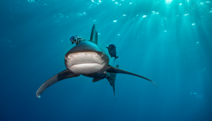 tiburones