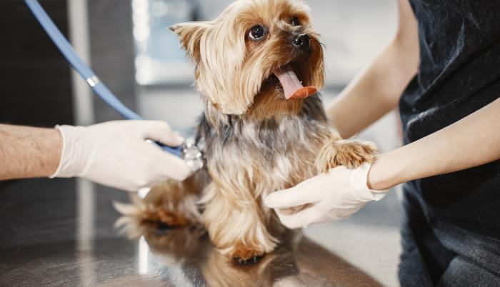Esterilización