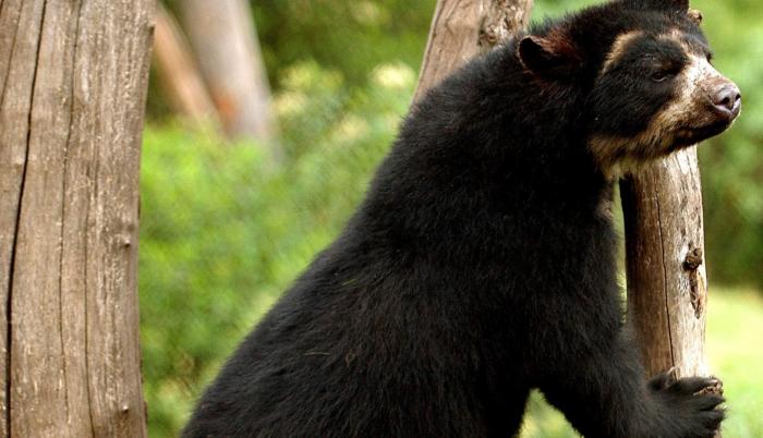 oso andino