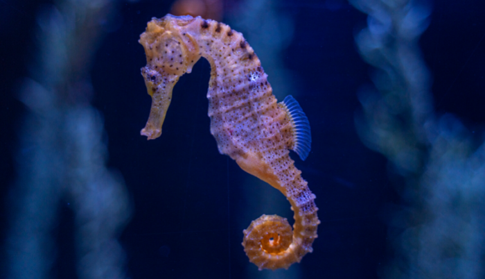 Caballito de mar