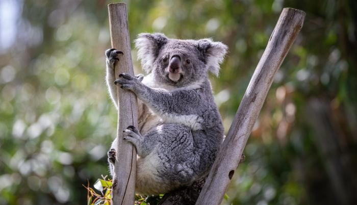 koalas