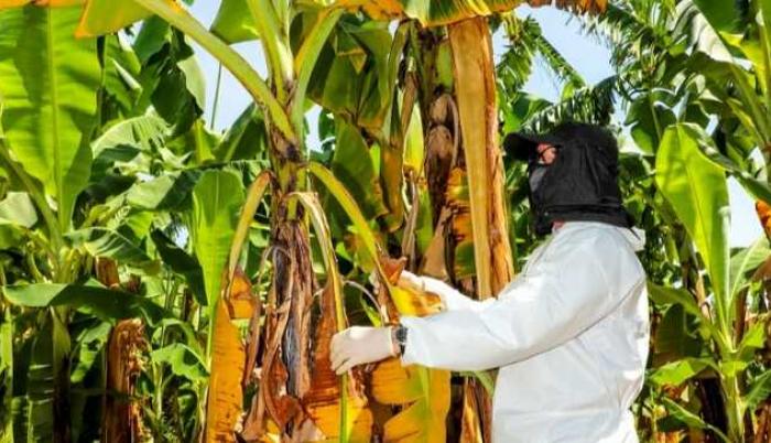 Fusarium