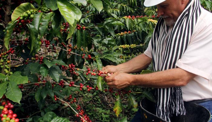 producción+café