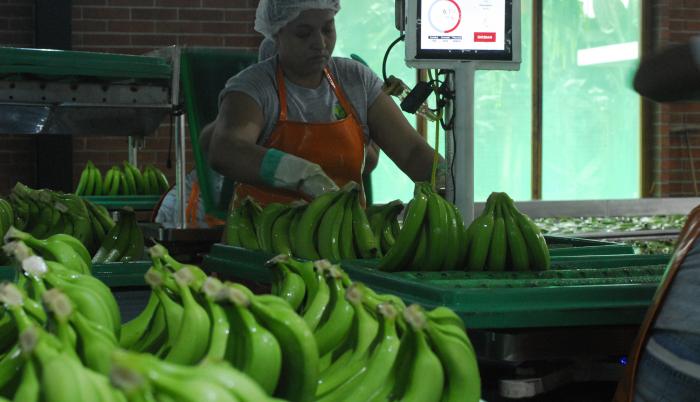 banano