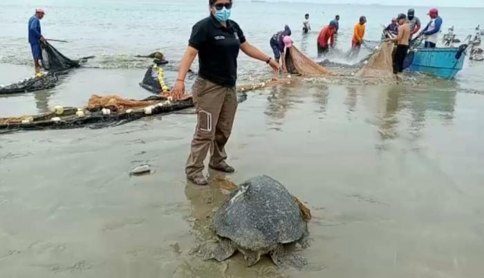 Tortuga