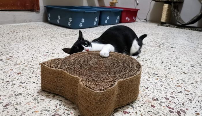 Catnip