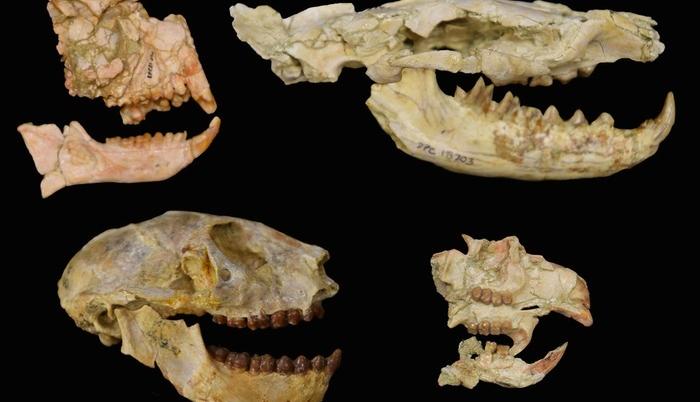 Fósiles de los grupos clave utilizados para desvelar la extinción del Eoceno-Oligoceno en África.