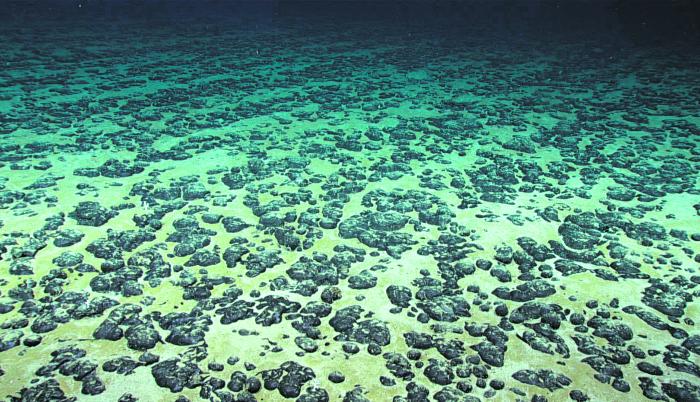 Una vista de los nódulos polimetálicos que se agrupan en el fondo del mar. Son apetecidos por su concentración de varios minerales.