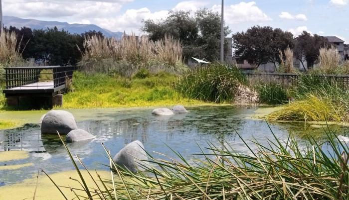 Parque Nueva Aurora - Quito - Humedal