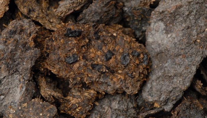 Esta imagen muestra excrementos humanos de 2.600 años de antigüedad procedentes de las minas de sal de Hallstatt, en los que se aprecian judías, mijo y cebada.