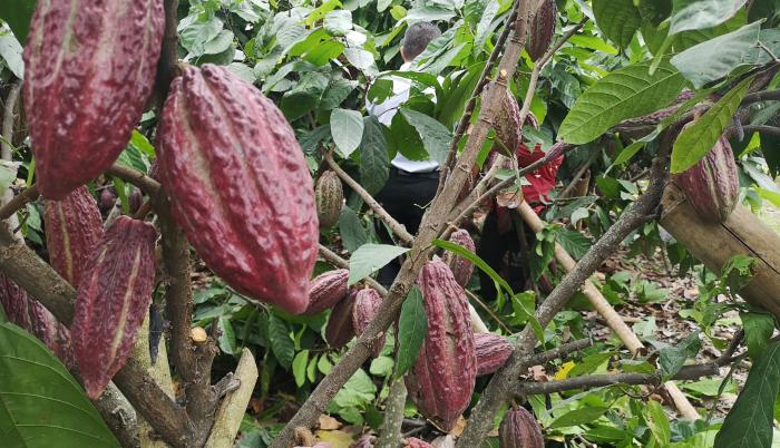 cacao2