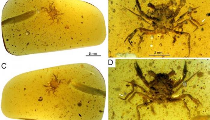El descubrimiento de un cangrejo casi perfectamente conservado en un ámbar de 100 millones de años, el más antiguo de aspecto moderno jamás encontrado, esclarece la historia evolutiva de estos crustáceos.