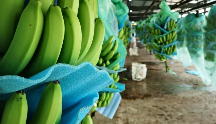 Bananas