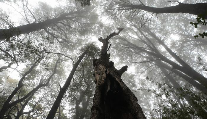 Vista de un bosque en la región del Maule, Chile, en una fotografía de archivo.