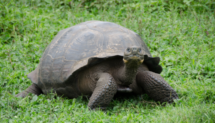 Galápagos