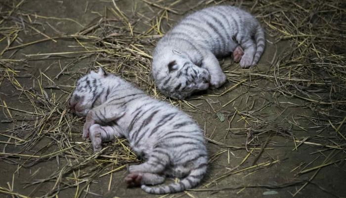 Nacen tres tigres blancos de bengala en el Zoológico de Nicaragua