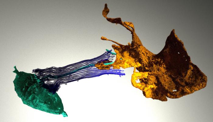 La célula neuroide de la esponja (naranja) extiende unos brazos que envuelven el aparato de alimentación de una célula digestiva de la esponja (verde) para crear un vínculo de comunicación dirigido. La imagen se tomó mediante microscopía electrónica.