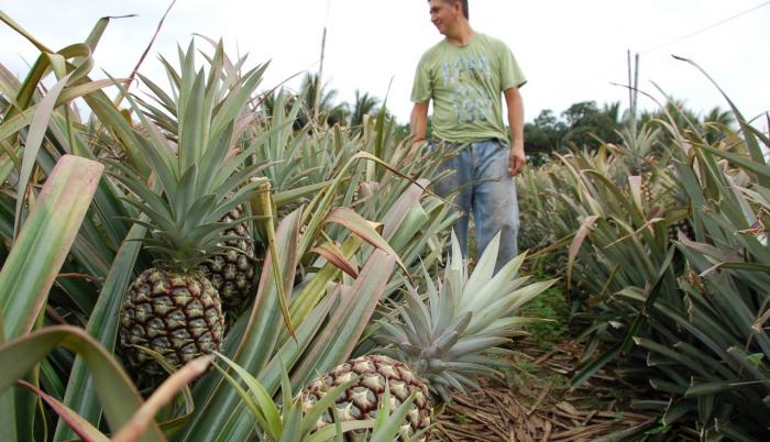 Piña