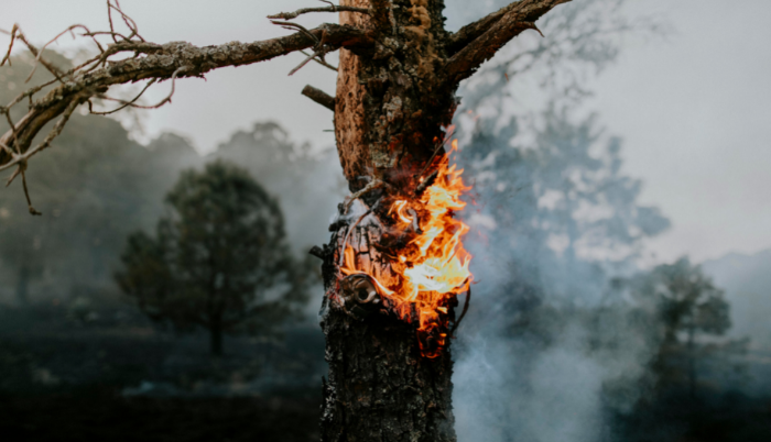 Incendios forestales