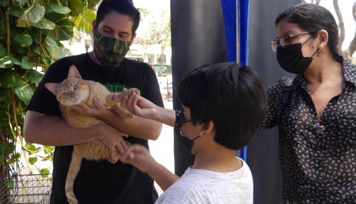 Feria de Adopcion de Gatos 7