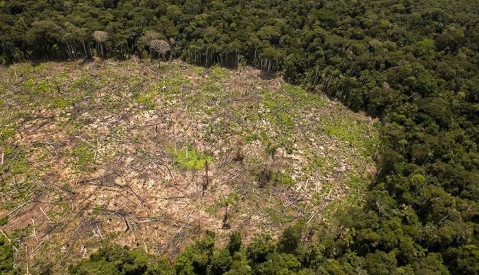 deforestacion