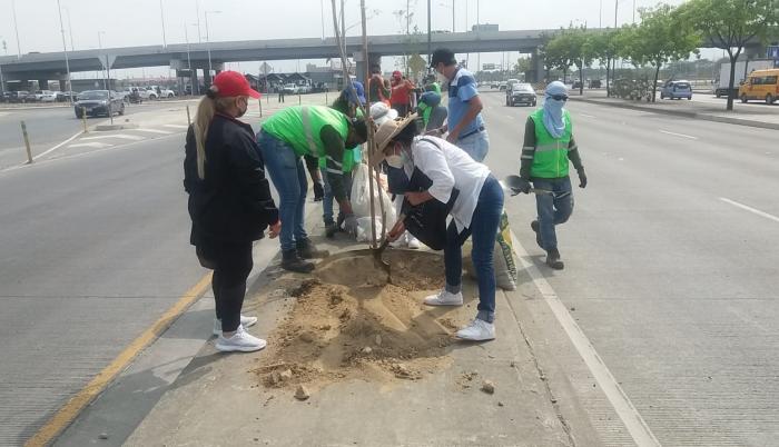 arboles guayaquil