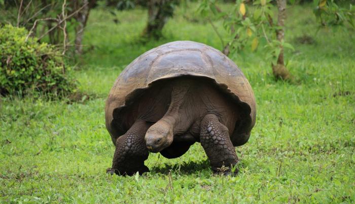 Galápagos
