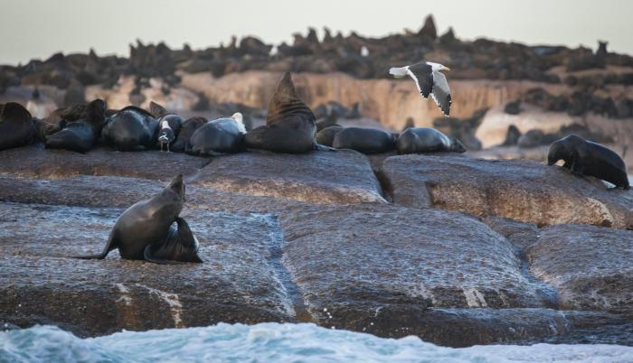 Un grupo de focas descansa en una roca en una imagen de archivo.