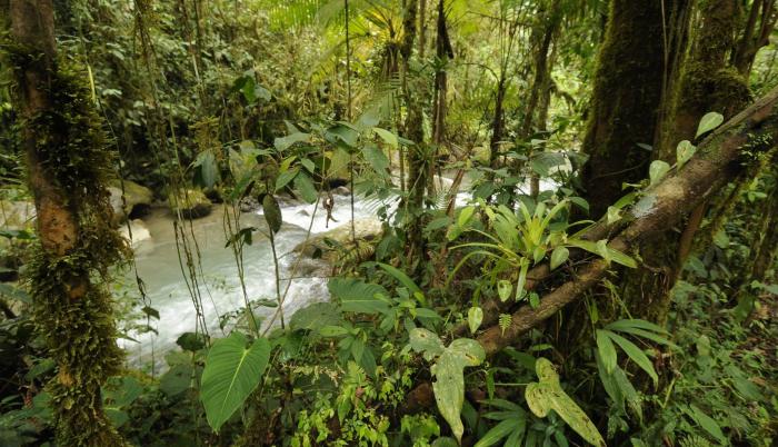 Naturaleza. Los Cedros, ubicado en Cotacachi, tiene 6.400 hectáreas.