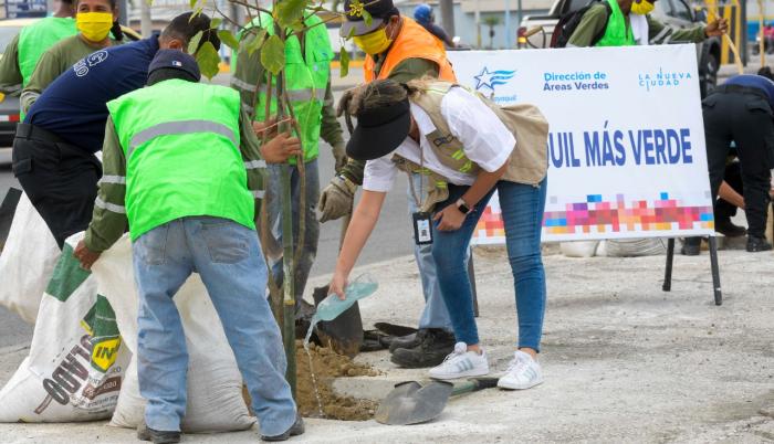 PLAN ARBORIZACION 11