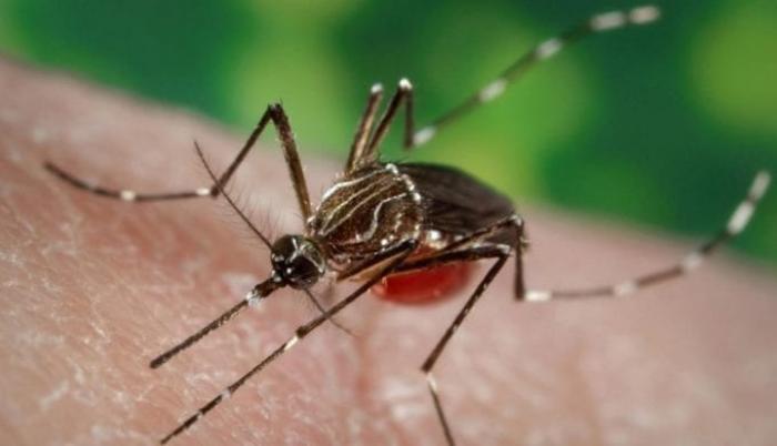 malaria