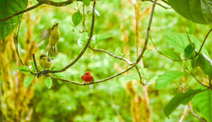 Avistan individuos de p jaro brujo en peligro cr tico en la isla