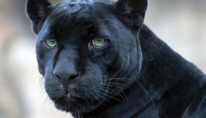 Los 2.500 ejemplares de pantera y leopardo de Indochina que hay en el Sudeste Asiático están catalogados como vulnerables en la Lista Roja de Especies Amenazadas de la Unión Internacional para la Conservación de la Naturaleza.