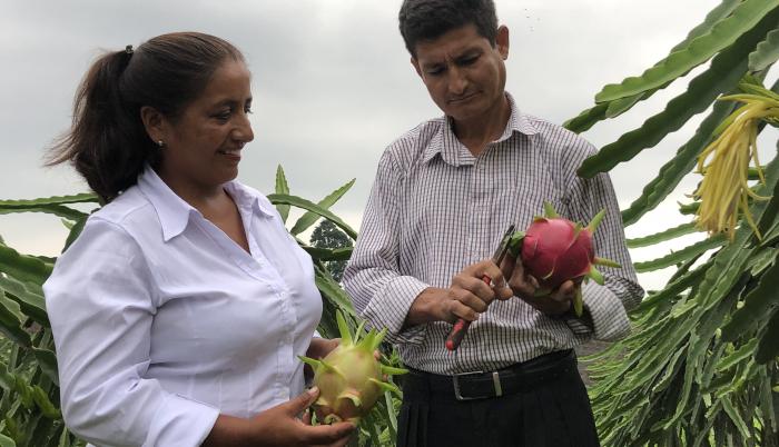 PITAHAYA